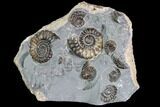 Ammonite (Promicroceras) Cluster - Somerset, England #86233-1